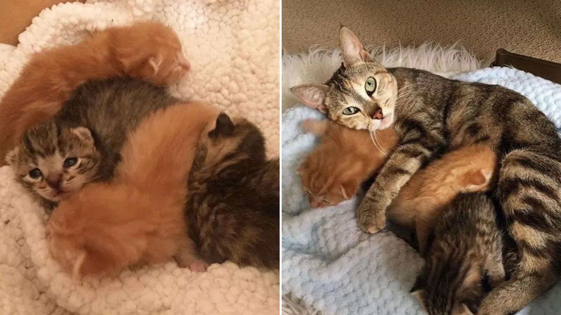 Stray Mama Cat From California Overcomes Fear Of Humans Just To Be Reunited With Her Babies