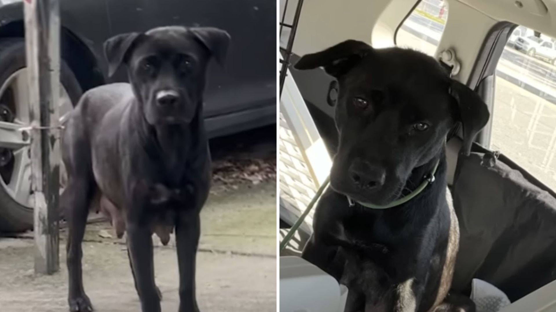 dog leads rescuer to surprise
