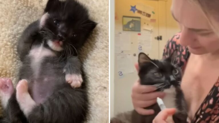 Struggling Kitten Pulled From Dumpster In California Finds Love And A New Life