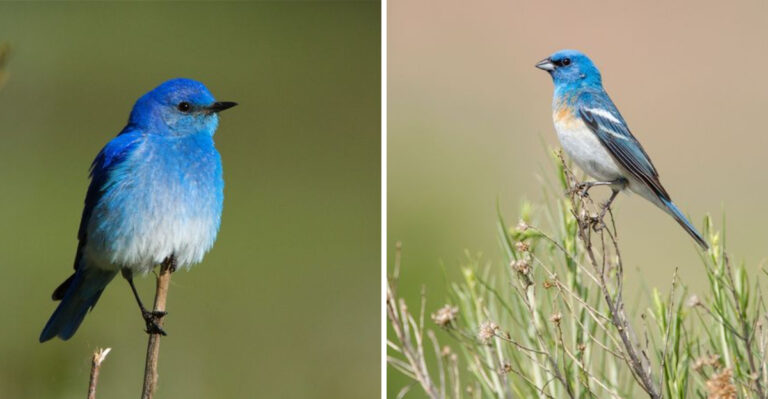 Stunning Blue Birds You Can Spot In California