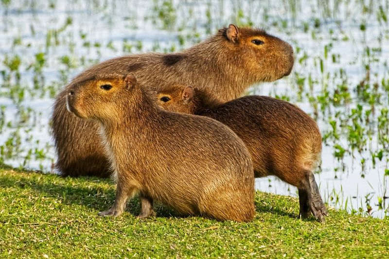 Capybaras