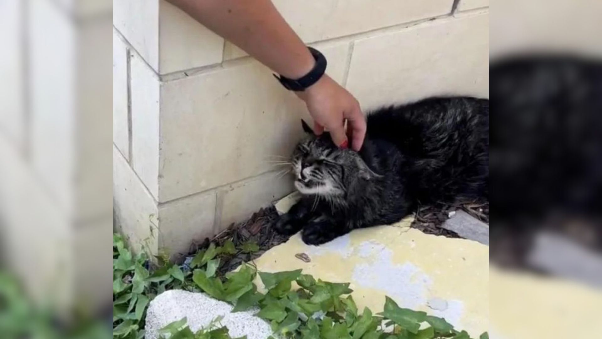 Tabby Cat Frozen In Fear Spends Days Sitting Outside A New York Building