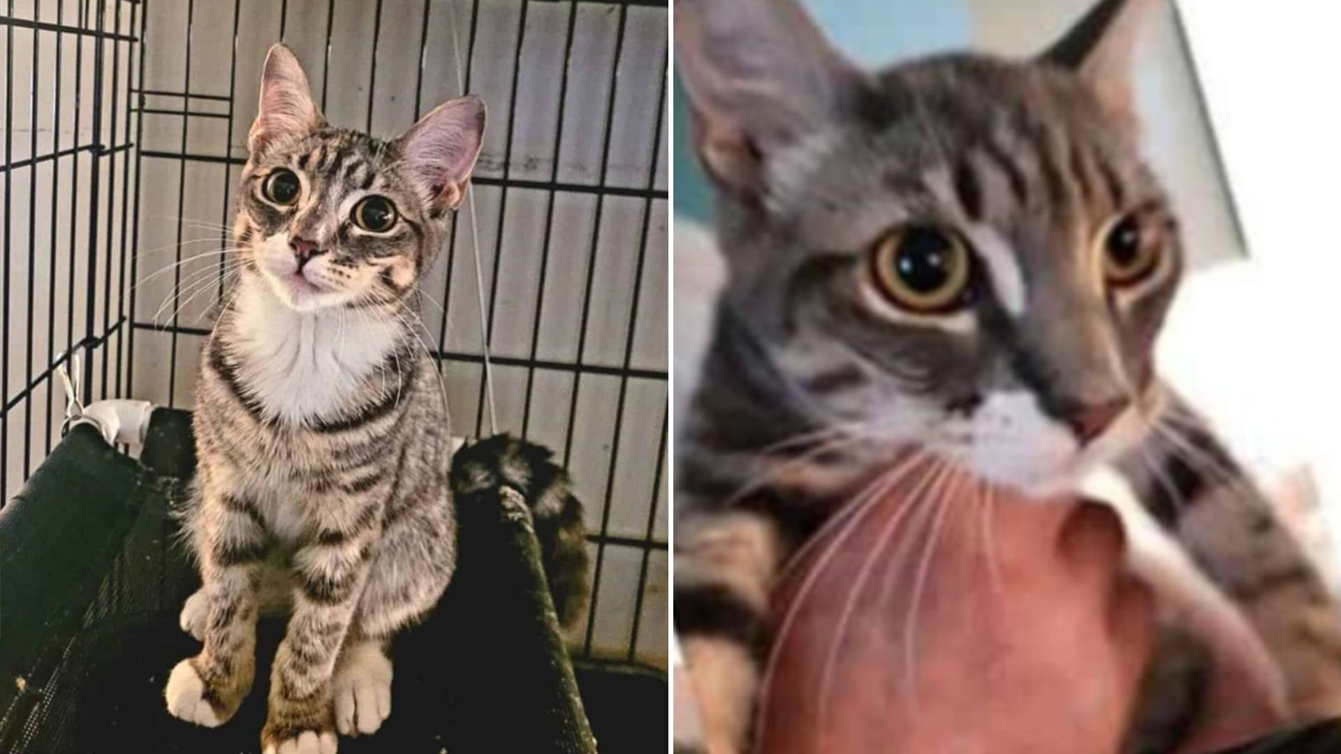 tabby cat