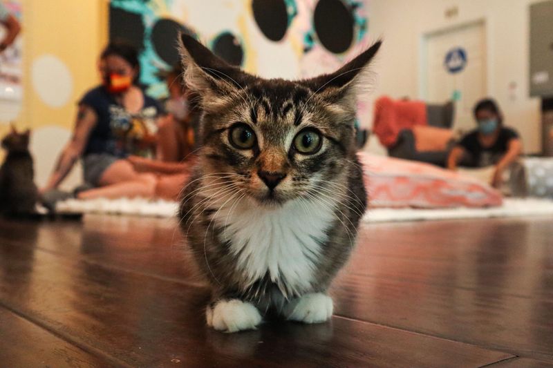 Feline Good Social Club – Long Beach