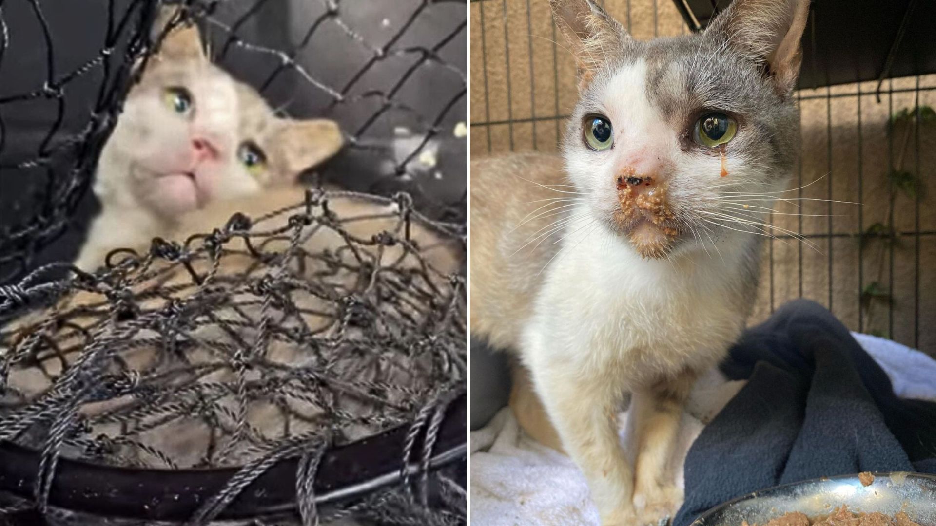 woman rescues poisoned cat