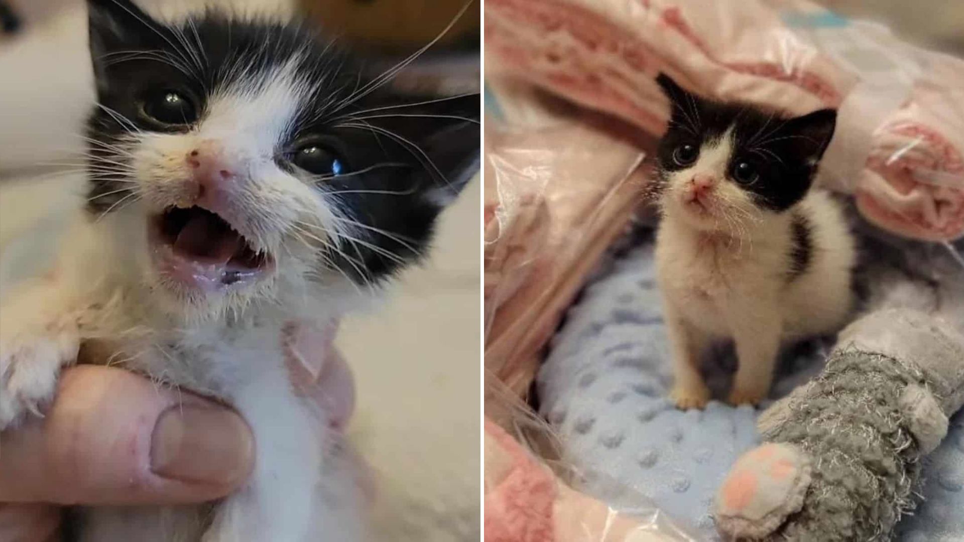 sick kitten
