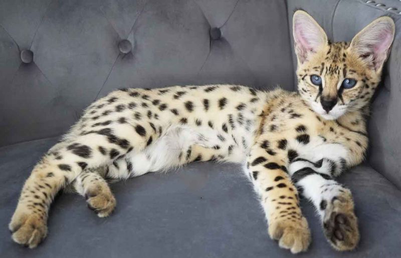 Serval Cats