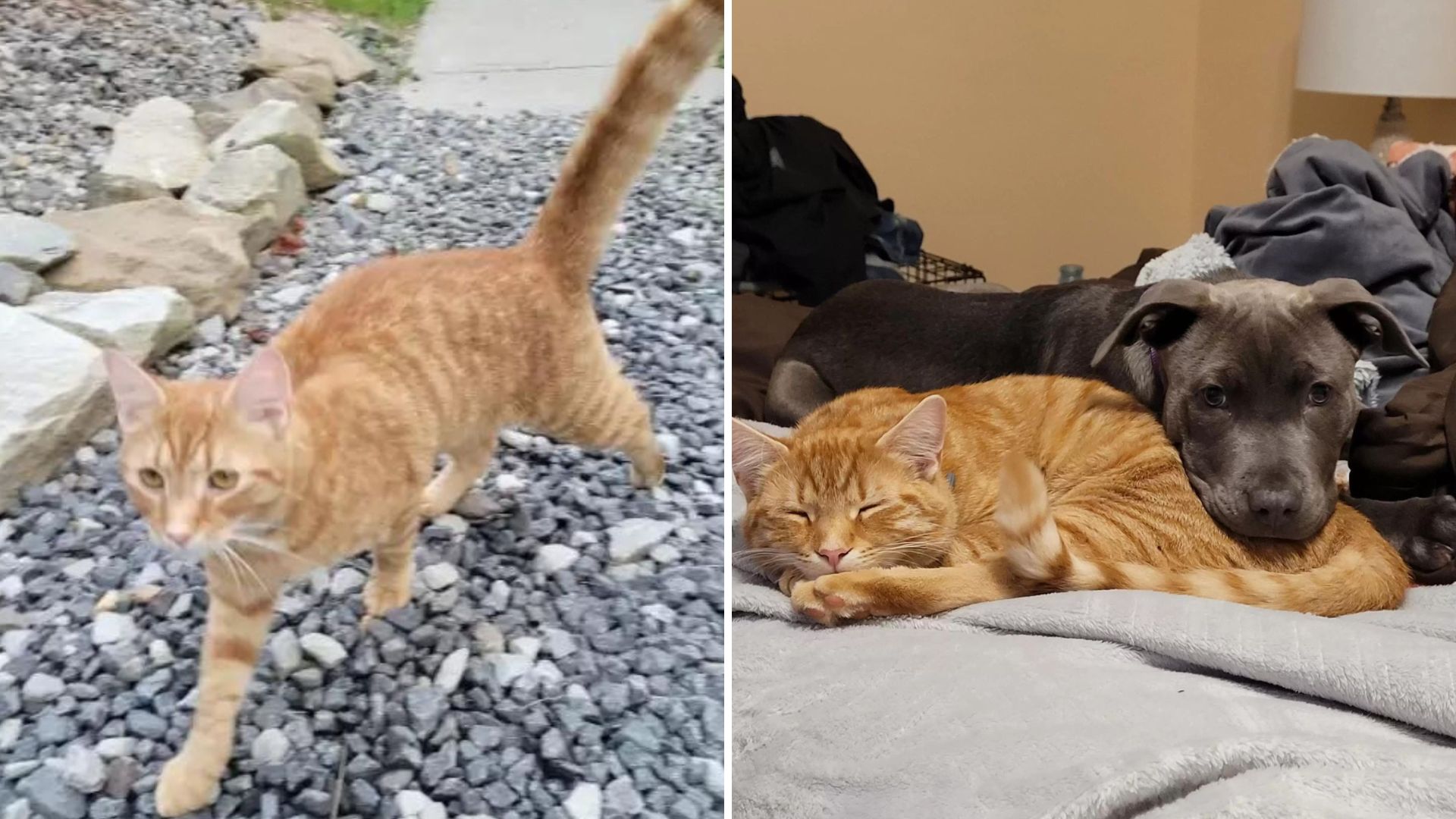 ginger cat