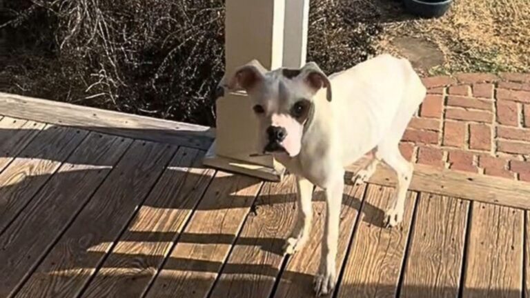 dog on porch