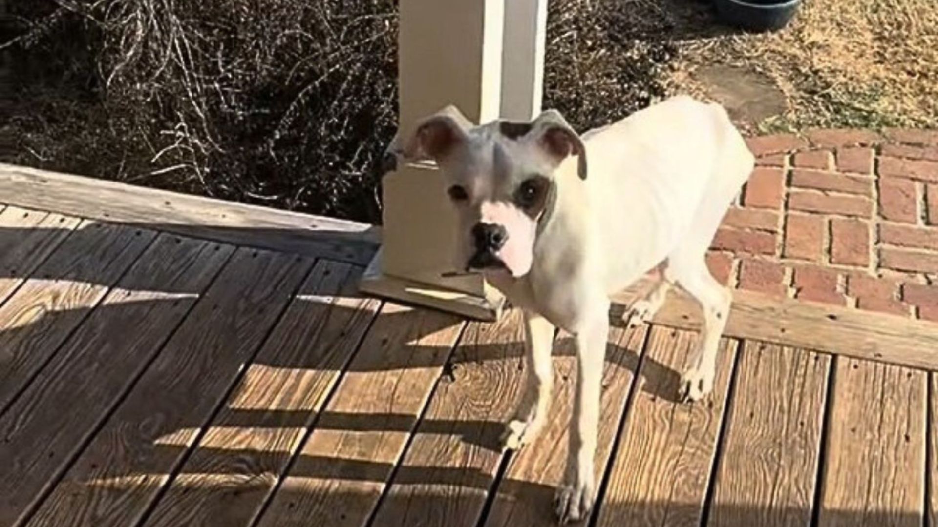 dog on porch