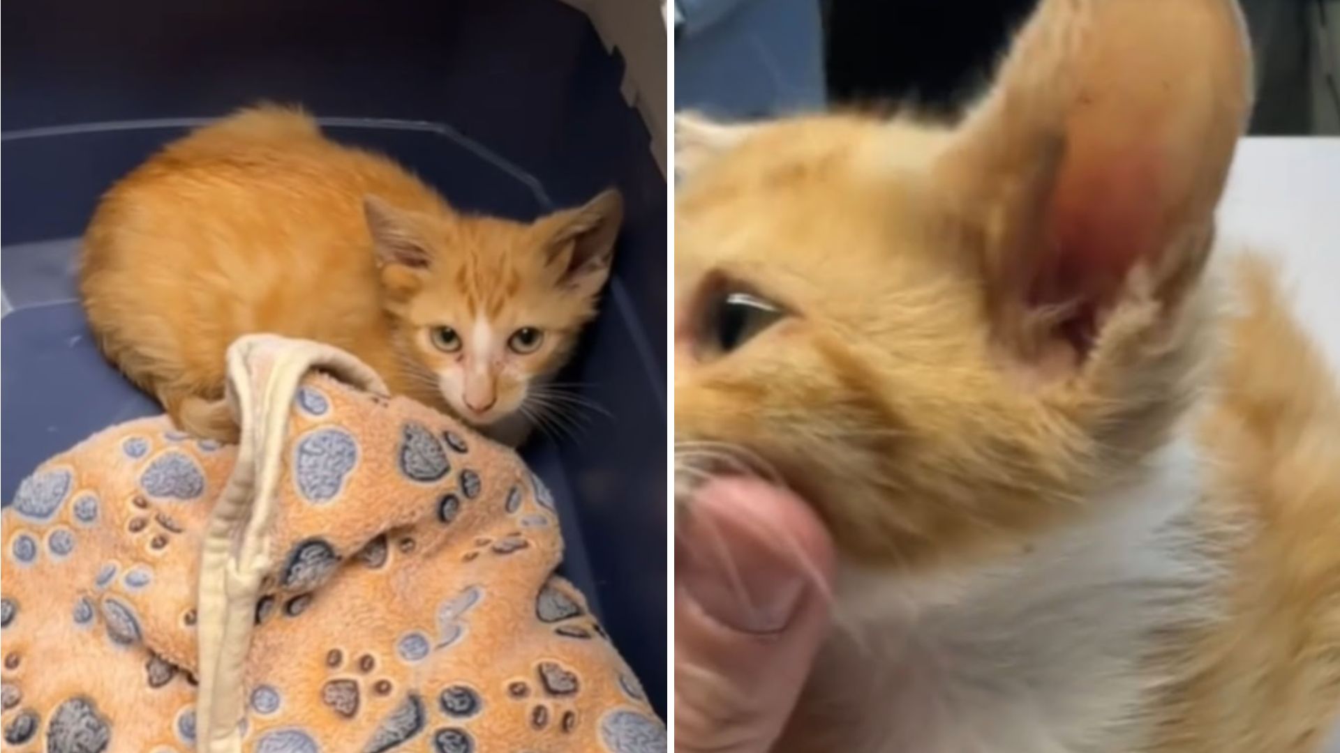 Tennessee Mechanic Opens Box Of Kittens And Finds One Unlike The Others