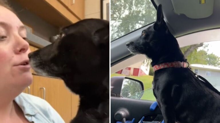 Tennessee Shelter Dog Overjoyed As Her Dream Of A Forever Home Comes True