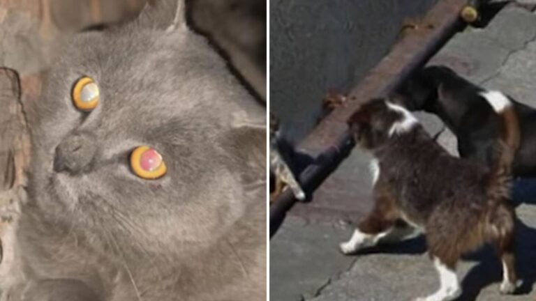 terrified cat