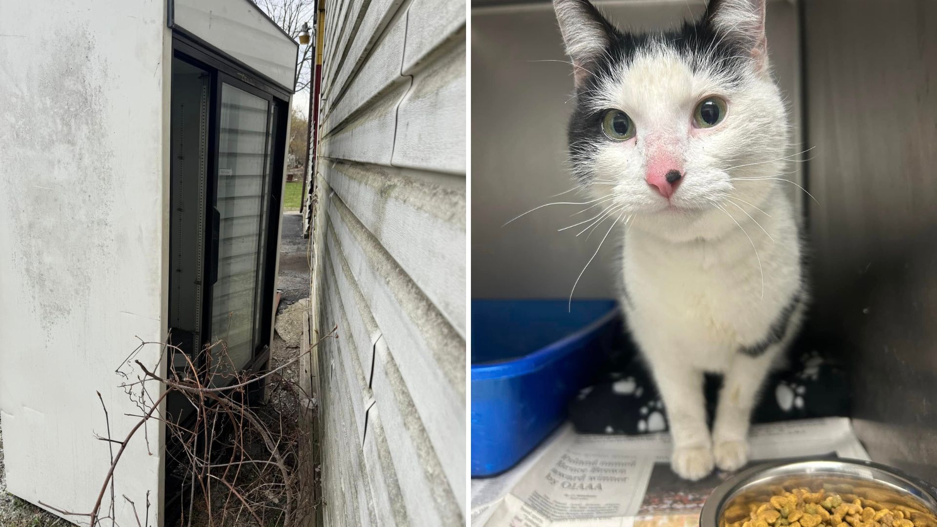 Terrified Cat Pulled From Gas Station Freezer In Ohio After Chilling Ordeal