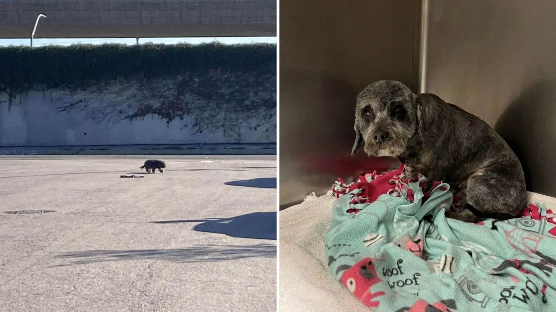 terrified dog on highway