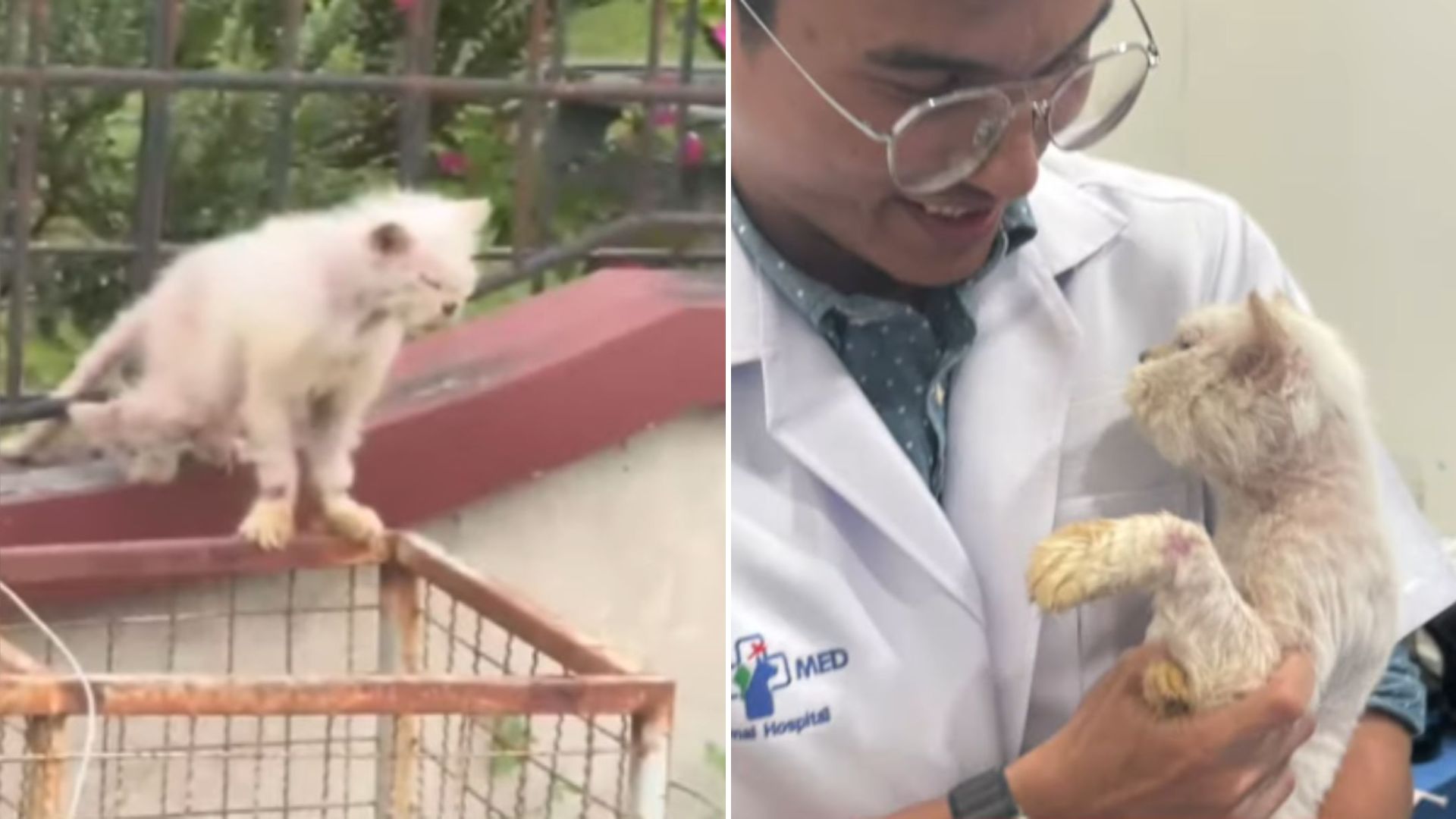 cat living in enclosure for thirteen years