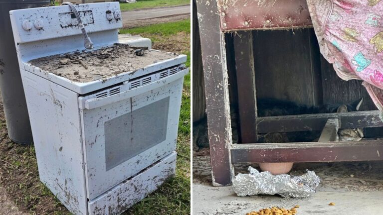 cat in a stove