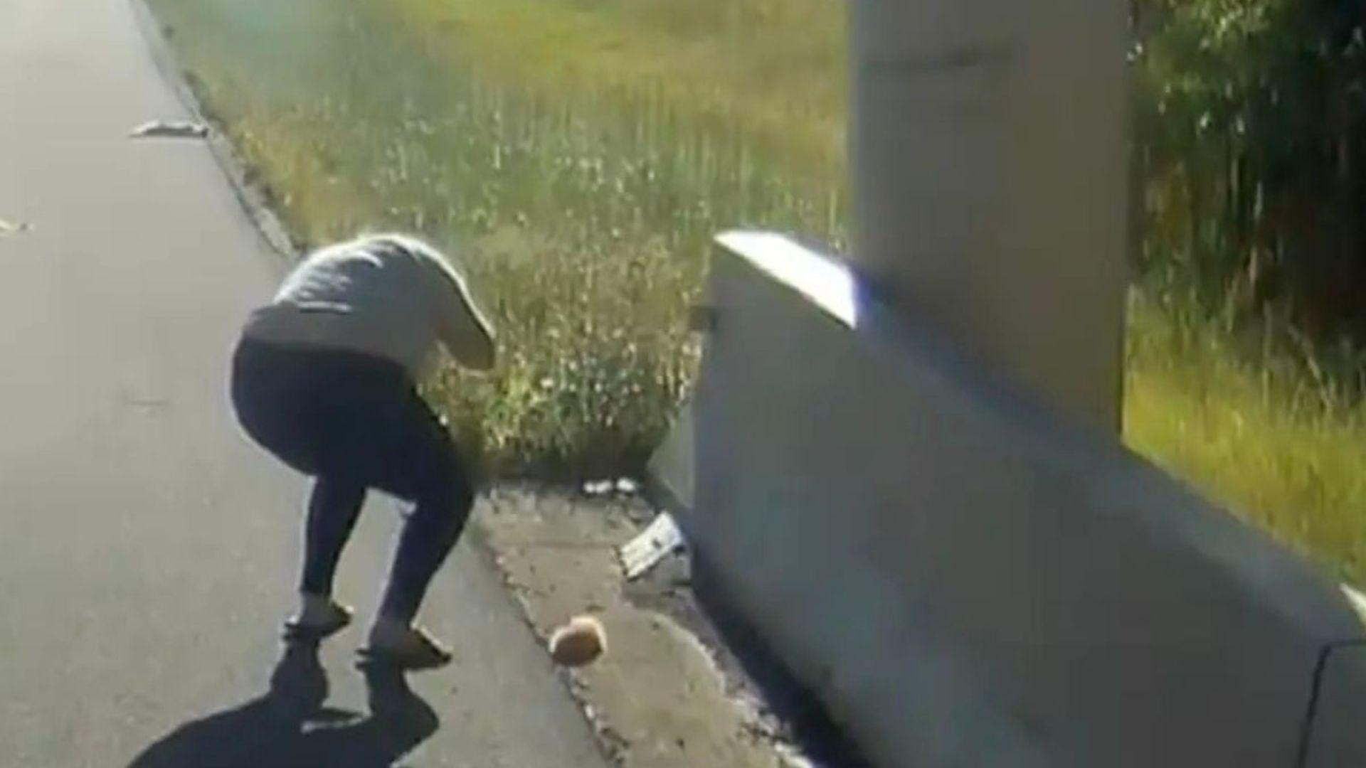 kittens on the roadside