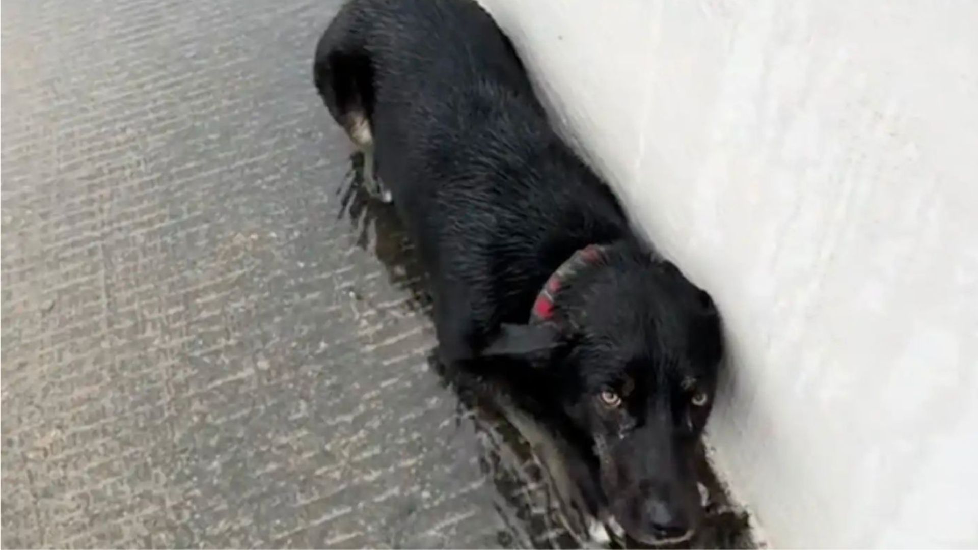 Texas Driver Thinks She Sees Trash On Roadside, But Ends Up Saving A Desperate Little Life