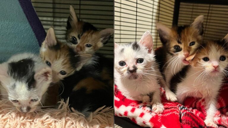 three kittens