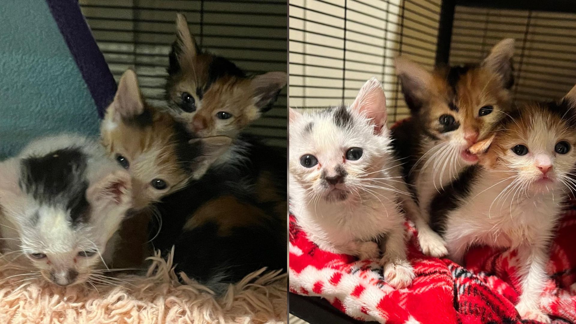 three kittens