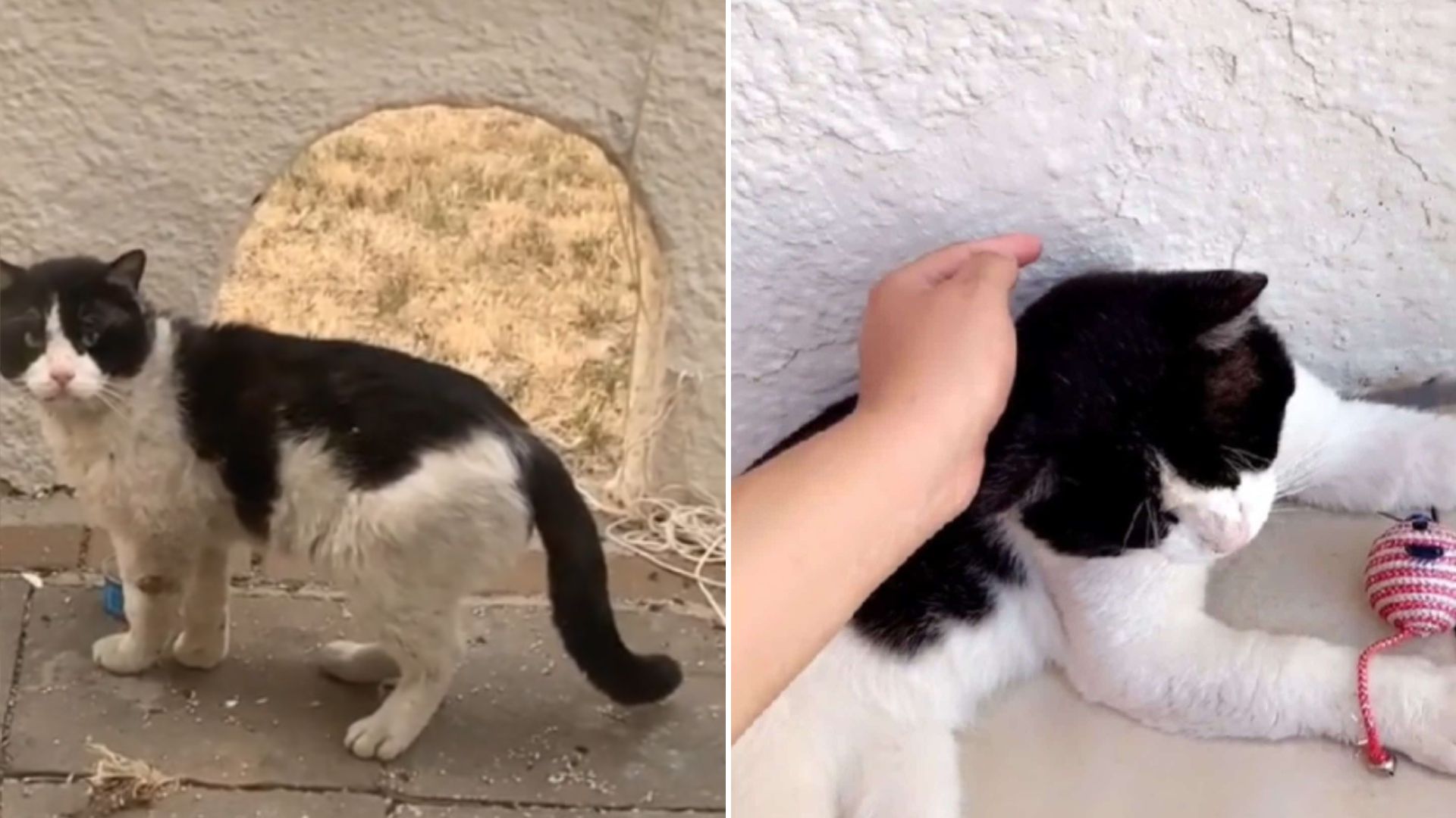 abandoned seven year old cat