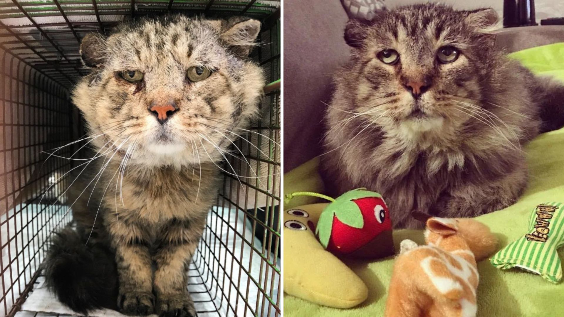 feral cat