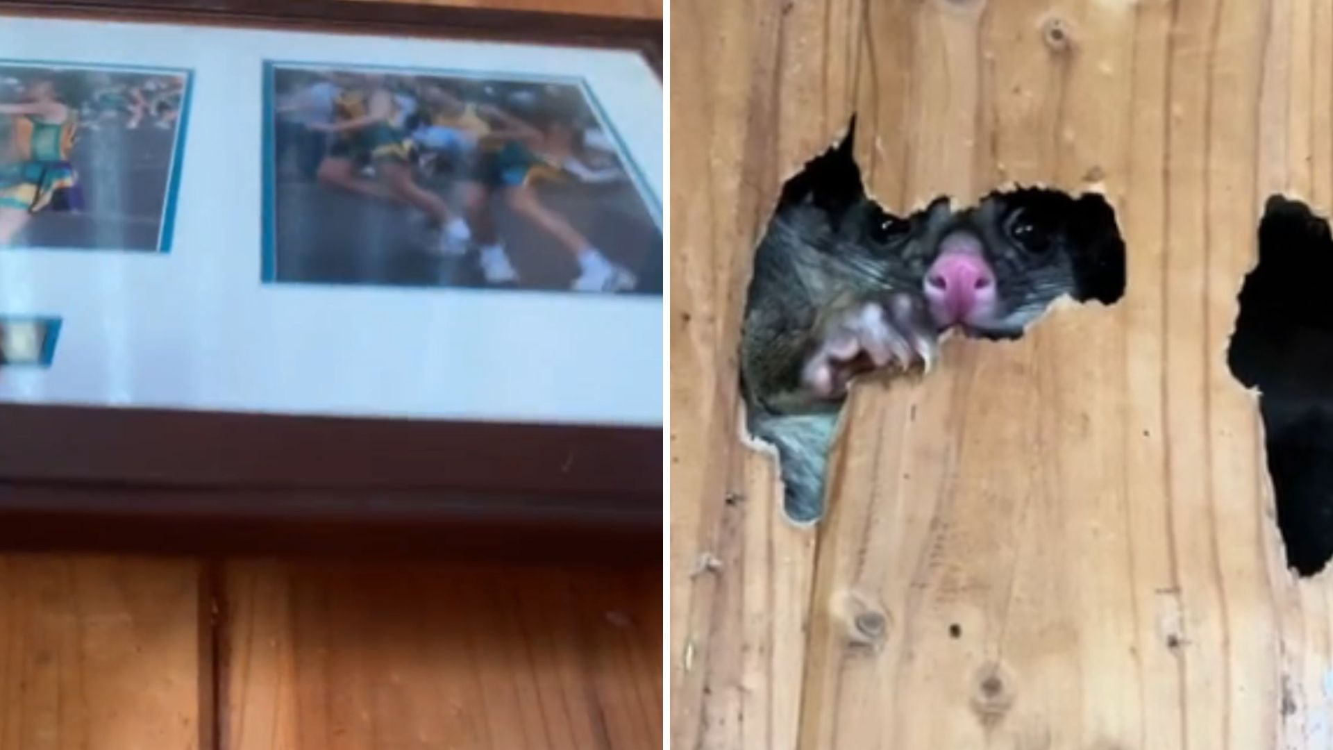 possum peeking from a hole