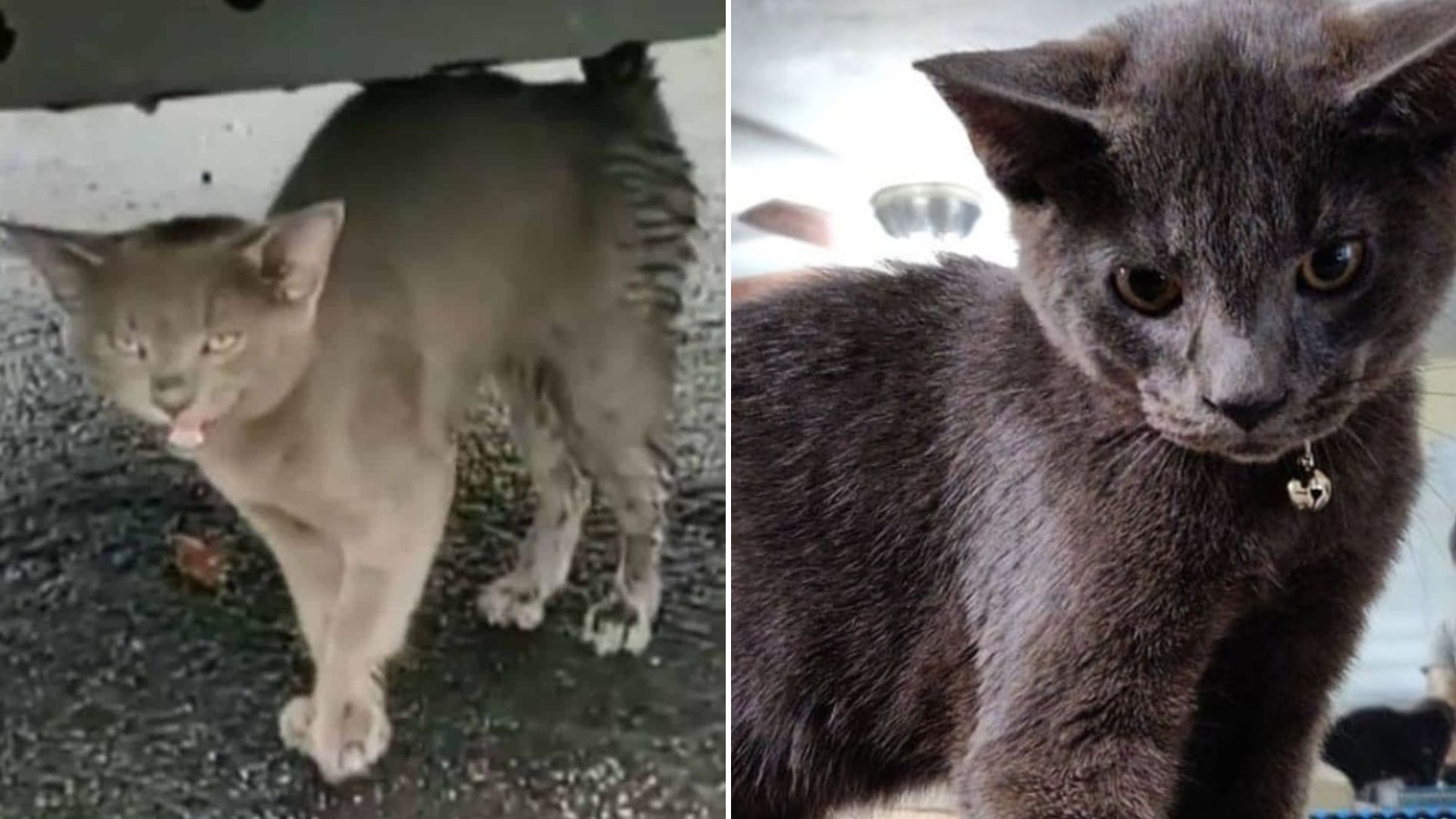 malnourished kitten