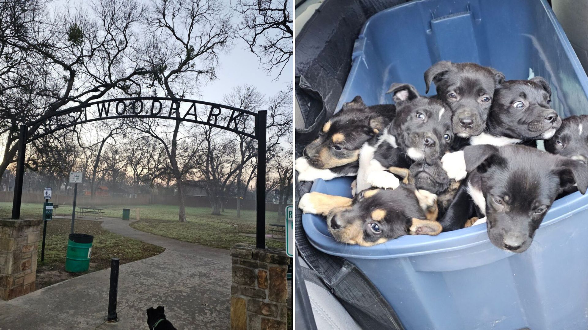 eight puppies found