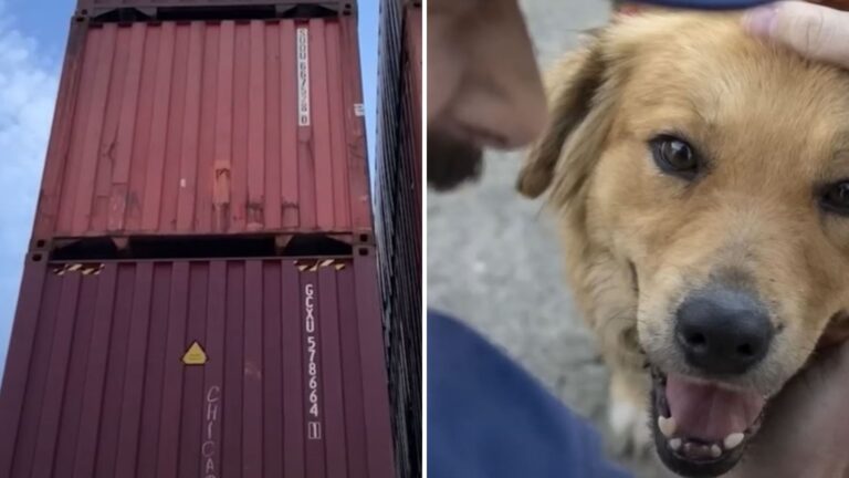 dog trapped in shipping container