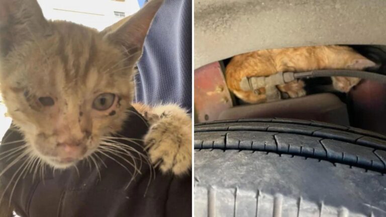 Texas Man Risks Everything To Rescue Tiny Kitten Trapped In Bus Engine