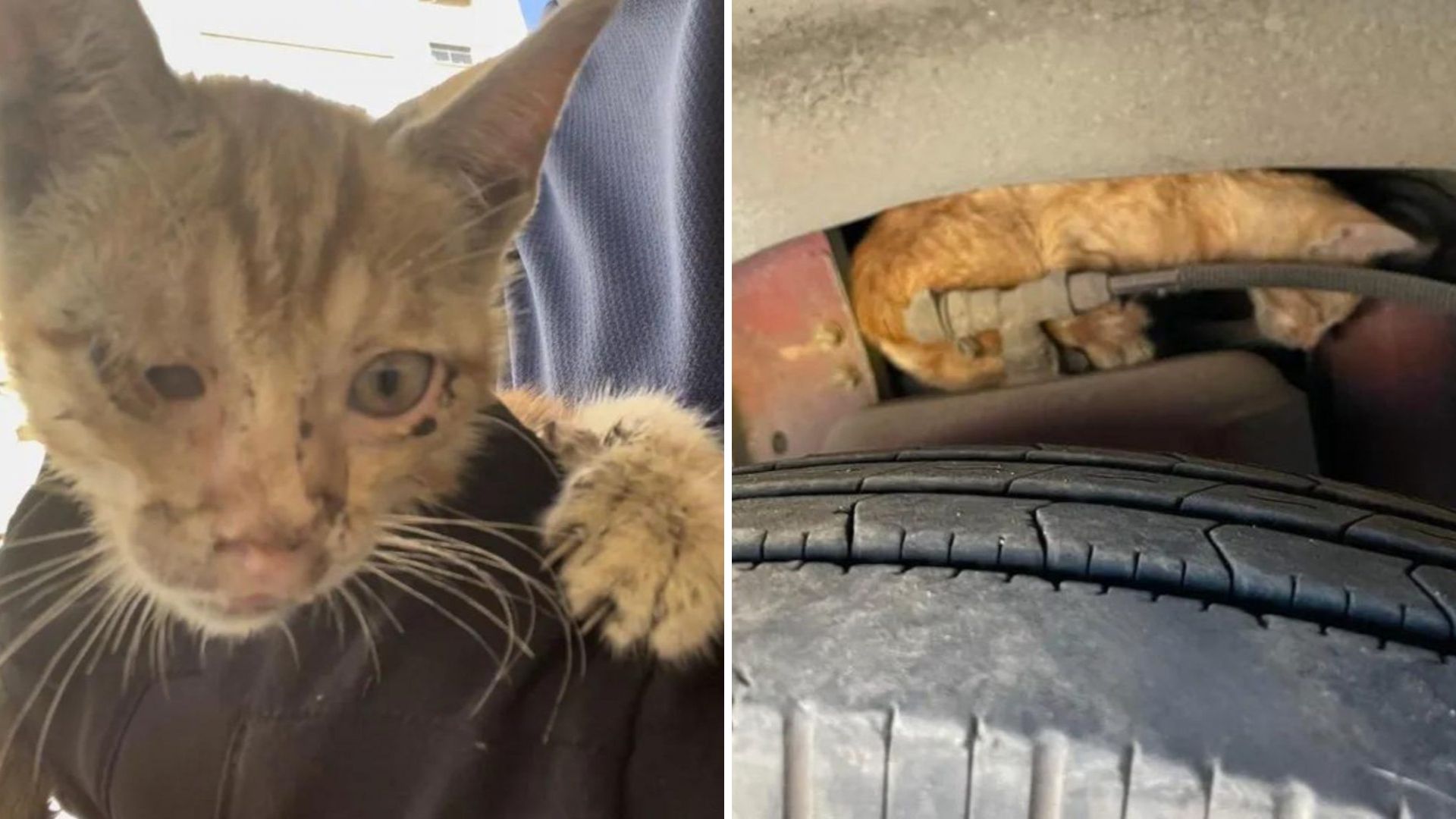 Texas Man Risks Everything To Rescue Tiny Kitten Trapped In Bus Engine