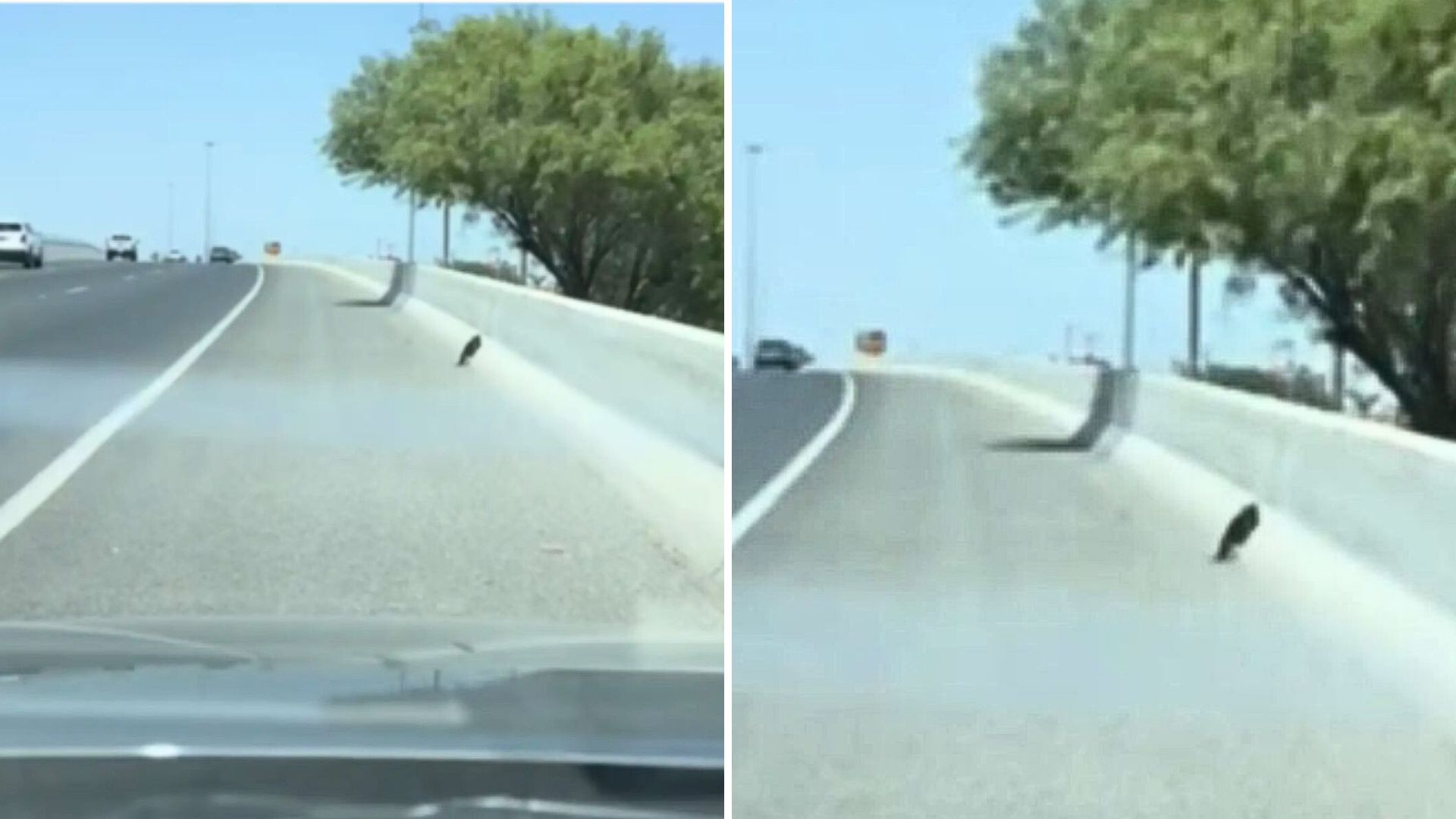 kitten on the road