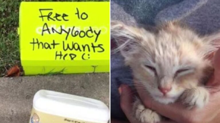 abandoned kitten