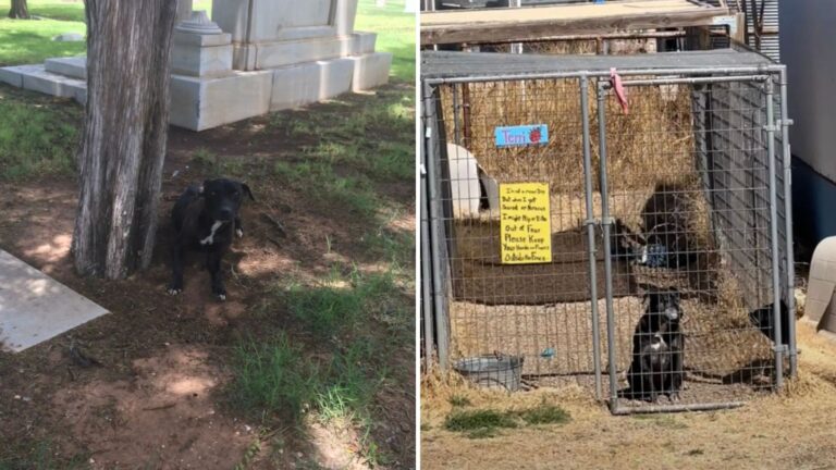 Texas Pit Bull Waits Seven Years In Shelter Before Finally Finding Love