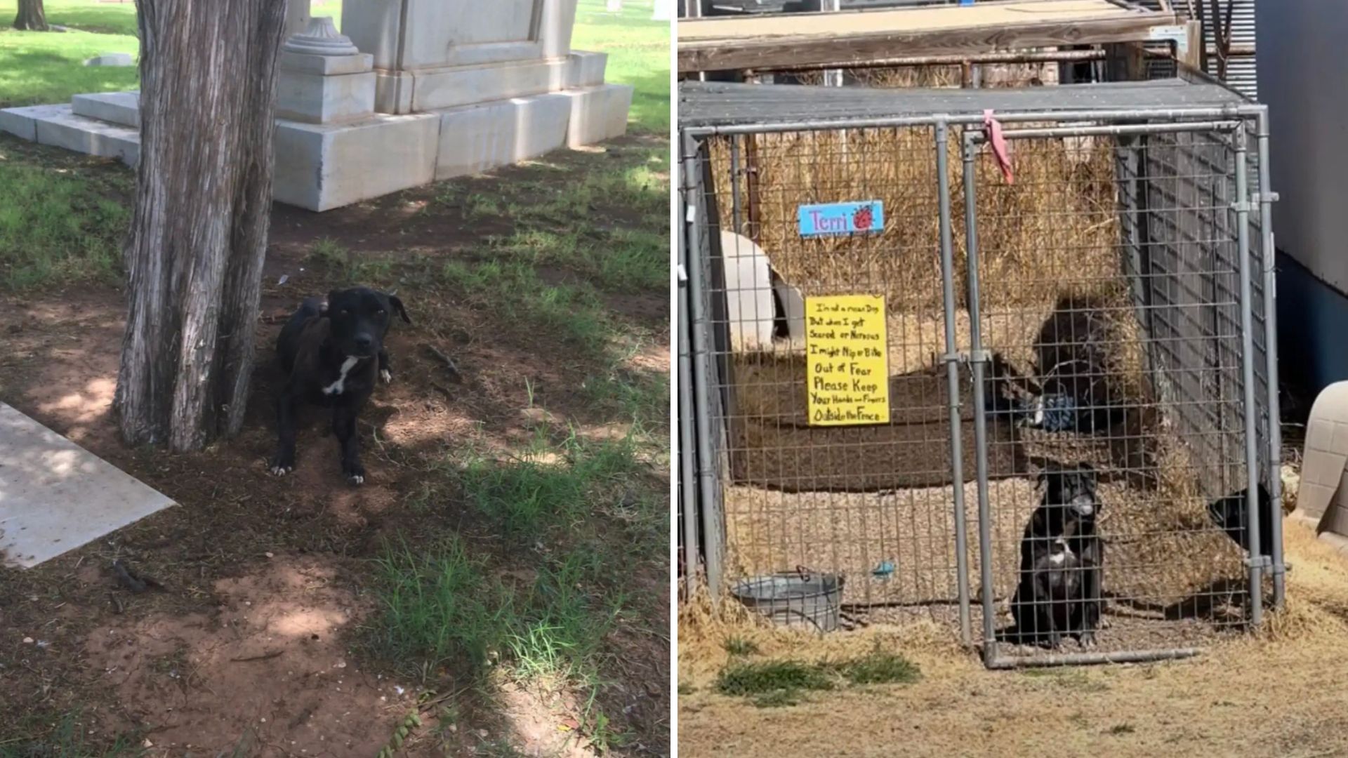 Texas Pit Bull Waits Seven Years In Shelter Before Finally Finding Love