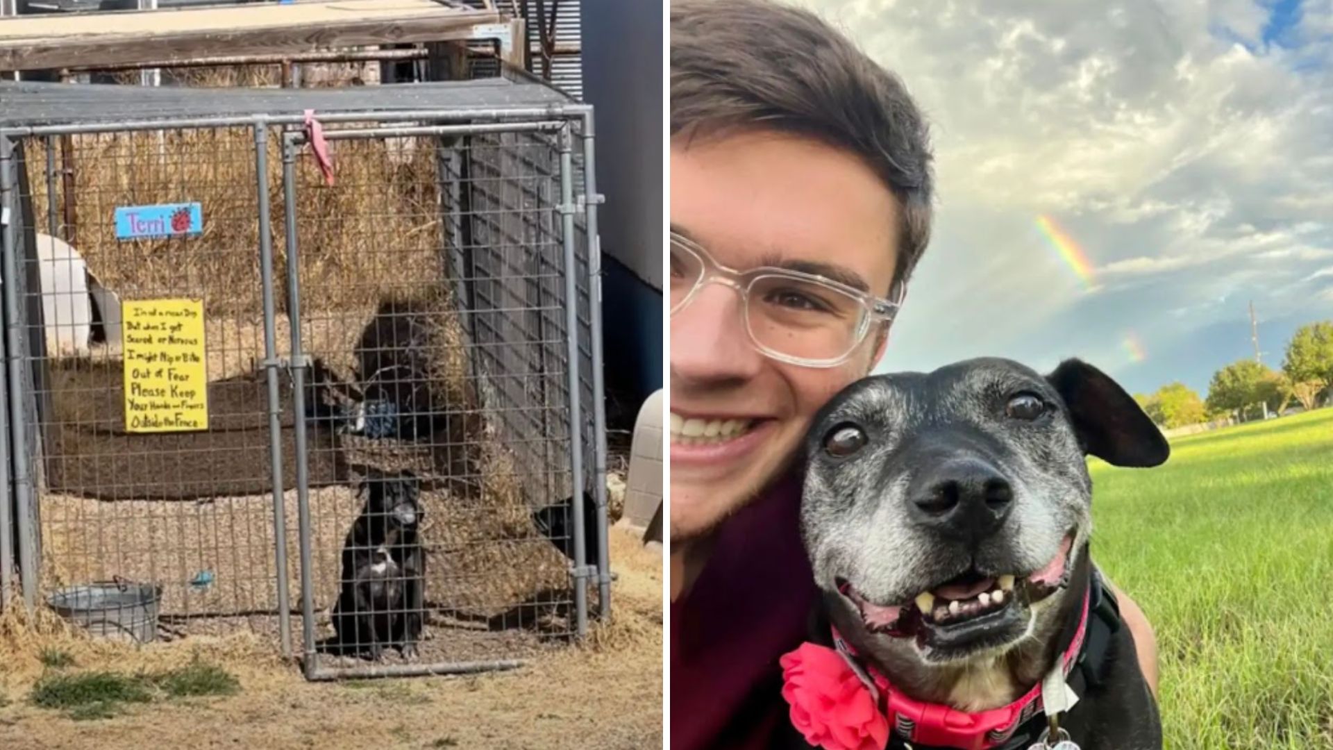 senior pit bull