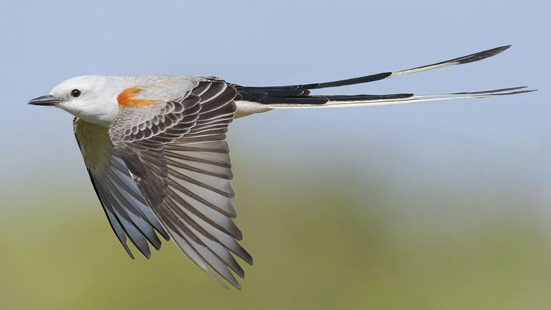 Scissor-tailed Flycatcher - The Journey Guardian