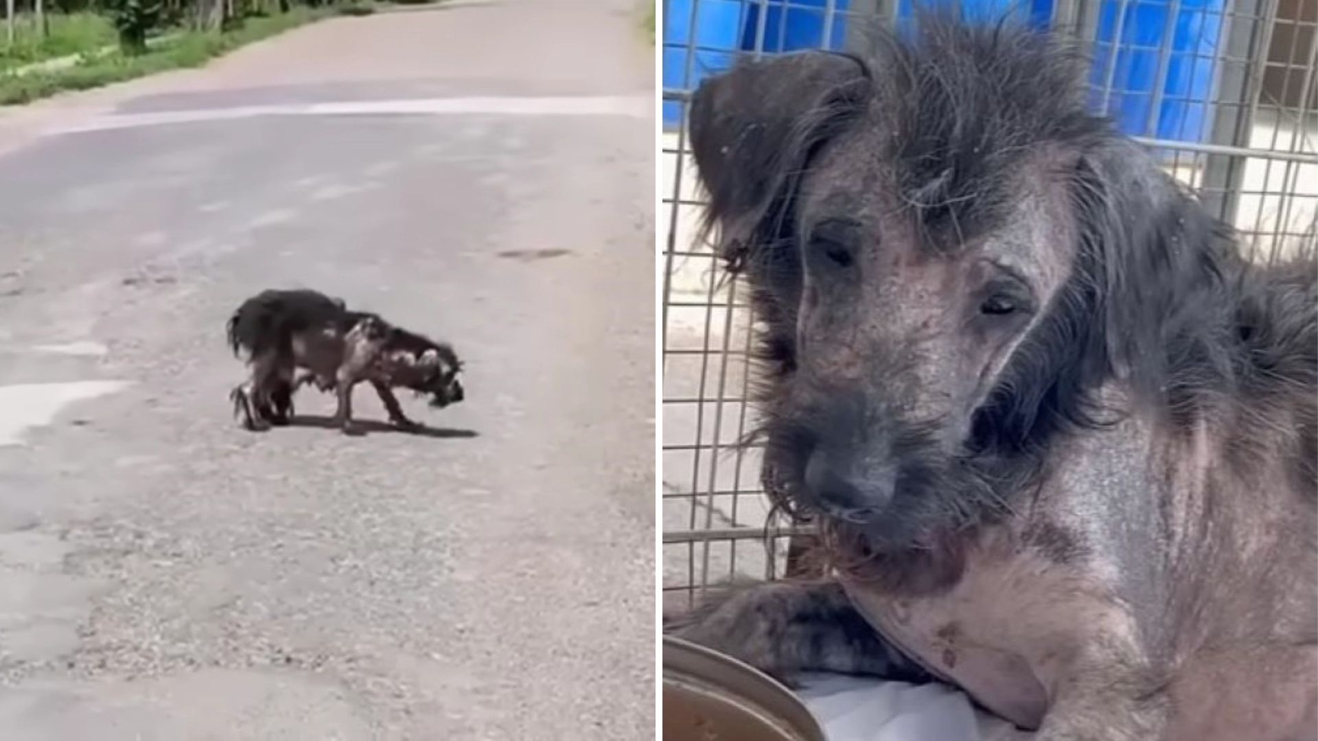Texas Rescuers In Tears As They Find This Poor Mama Dog Searching For Her Missing Puppies