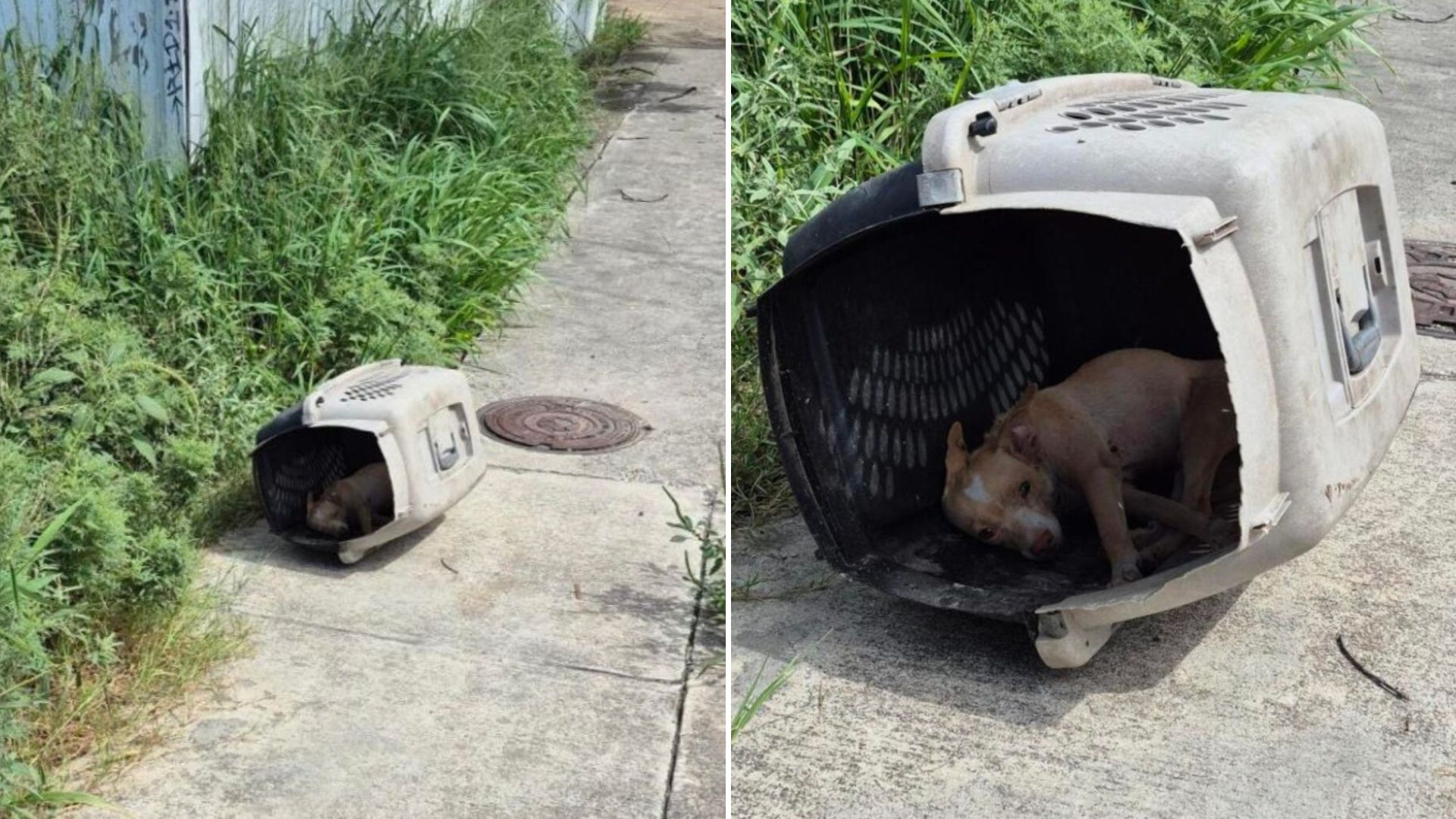 dog found in plastic crate