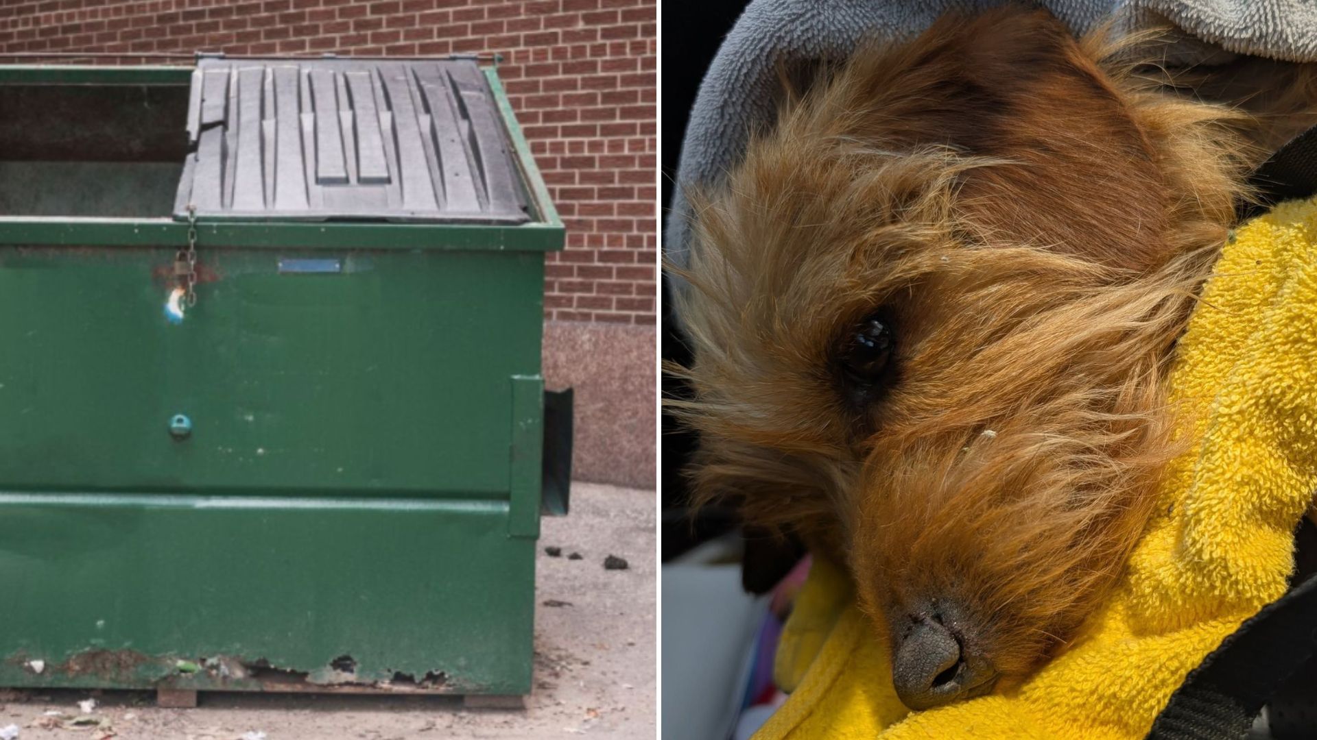 pup in the dumpster