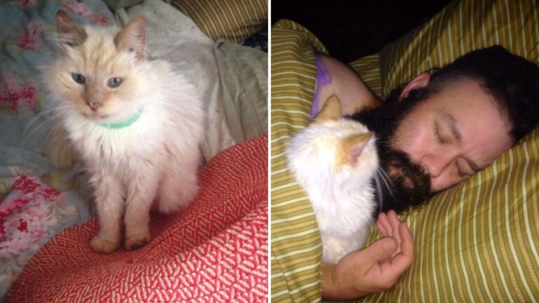 white senior cat