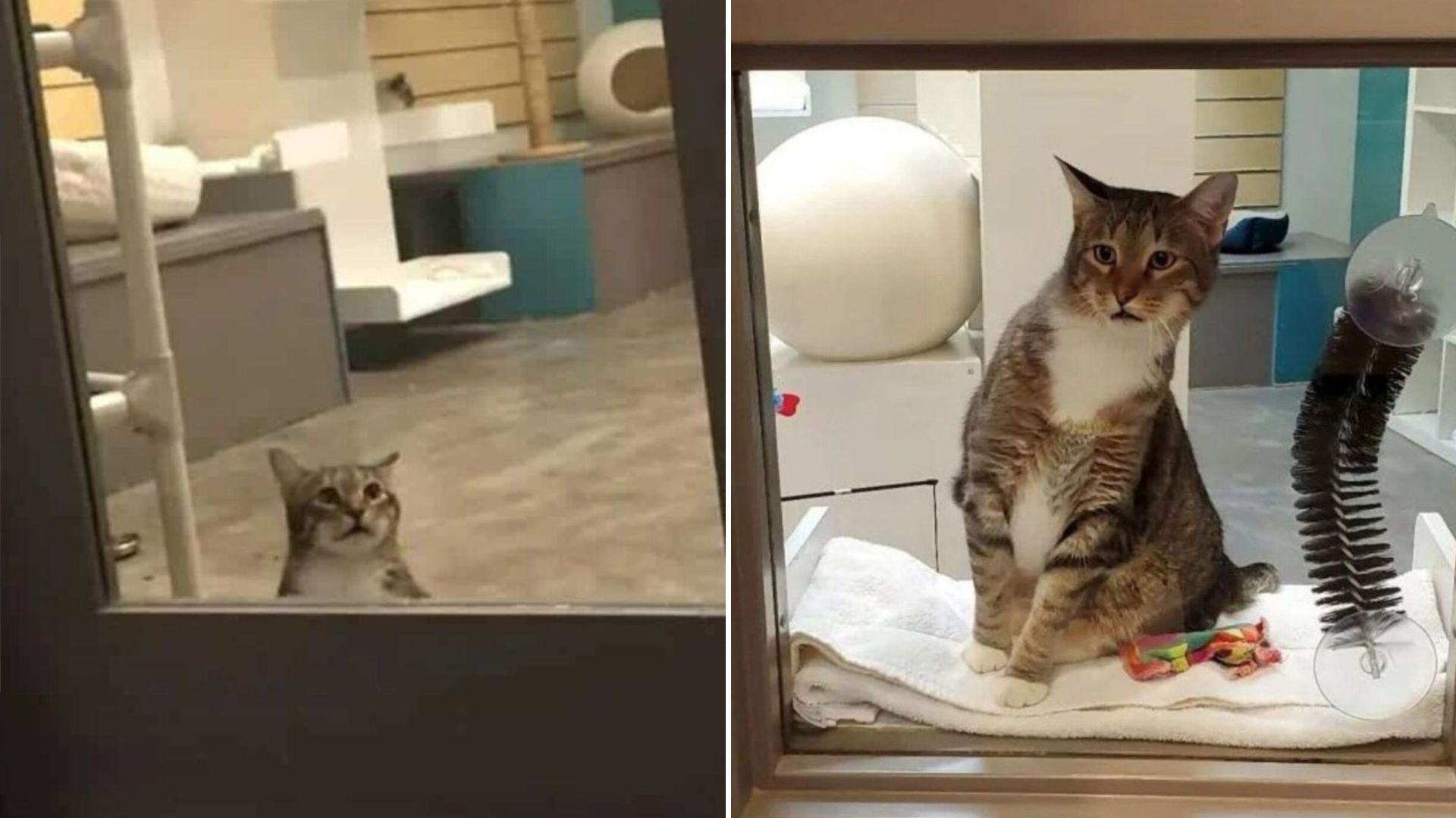 funny and sweet cat