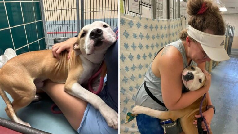 shelter dog