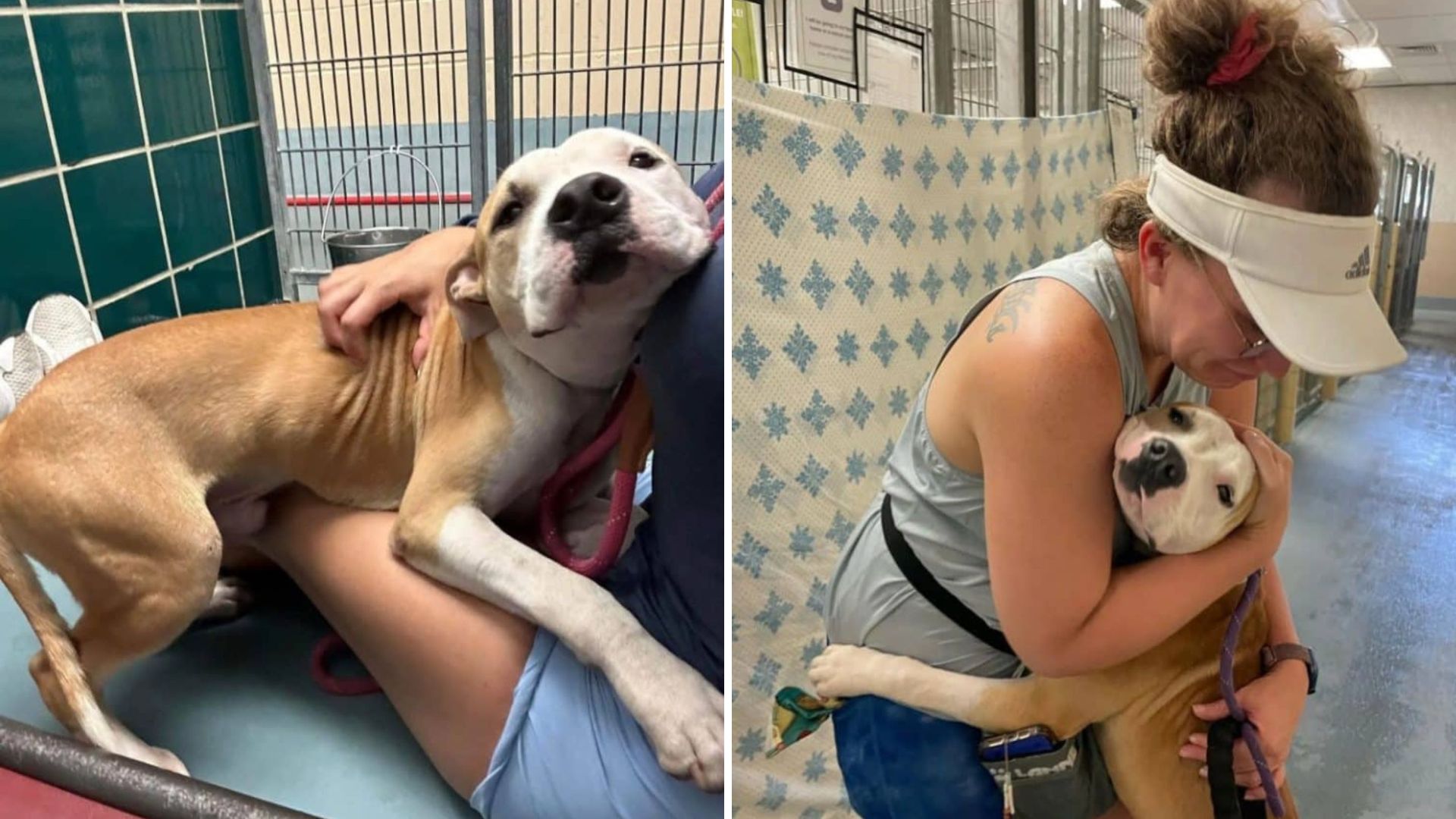 shelter dog