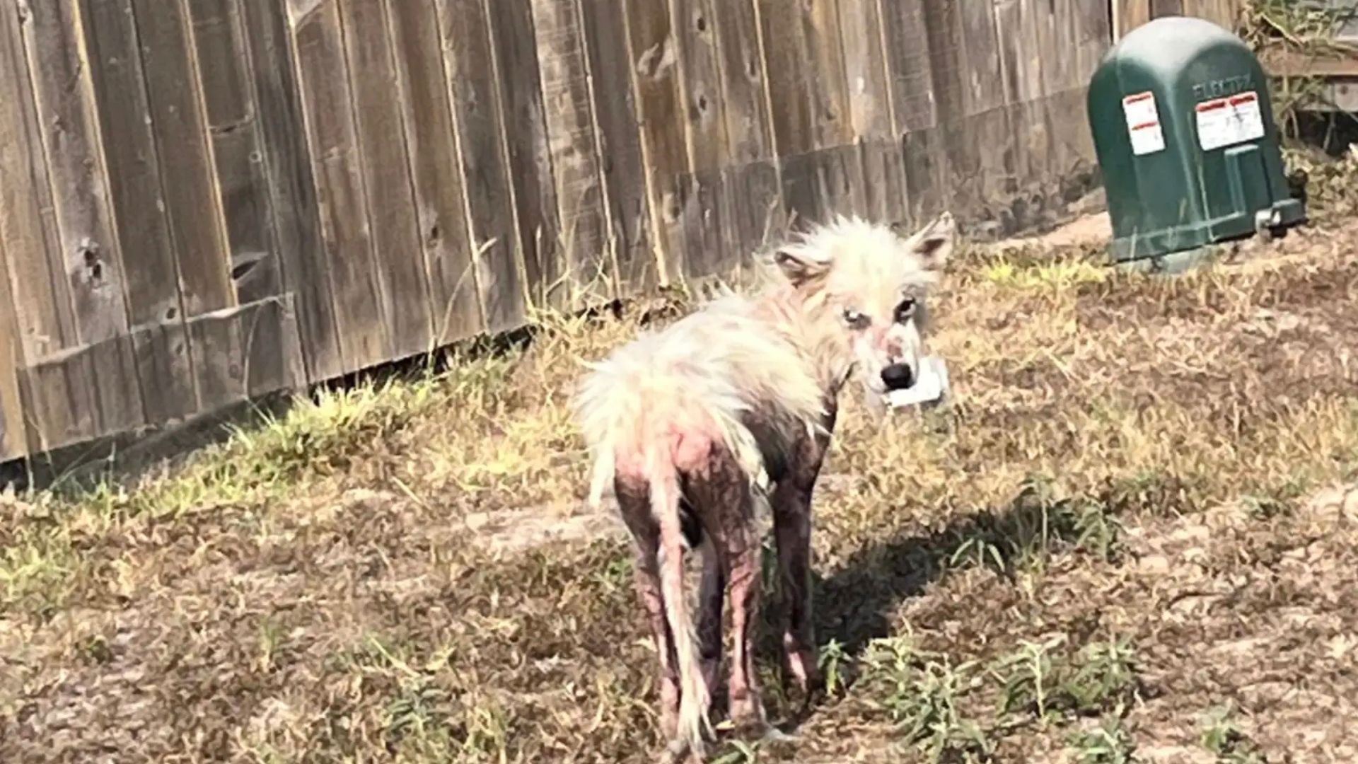 texas teacher rescues and adopts struggling dog