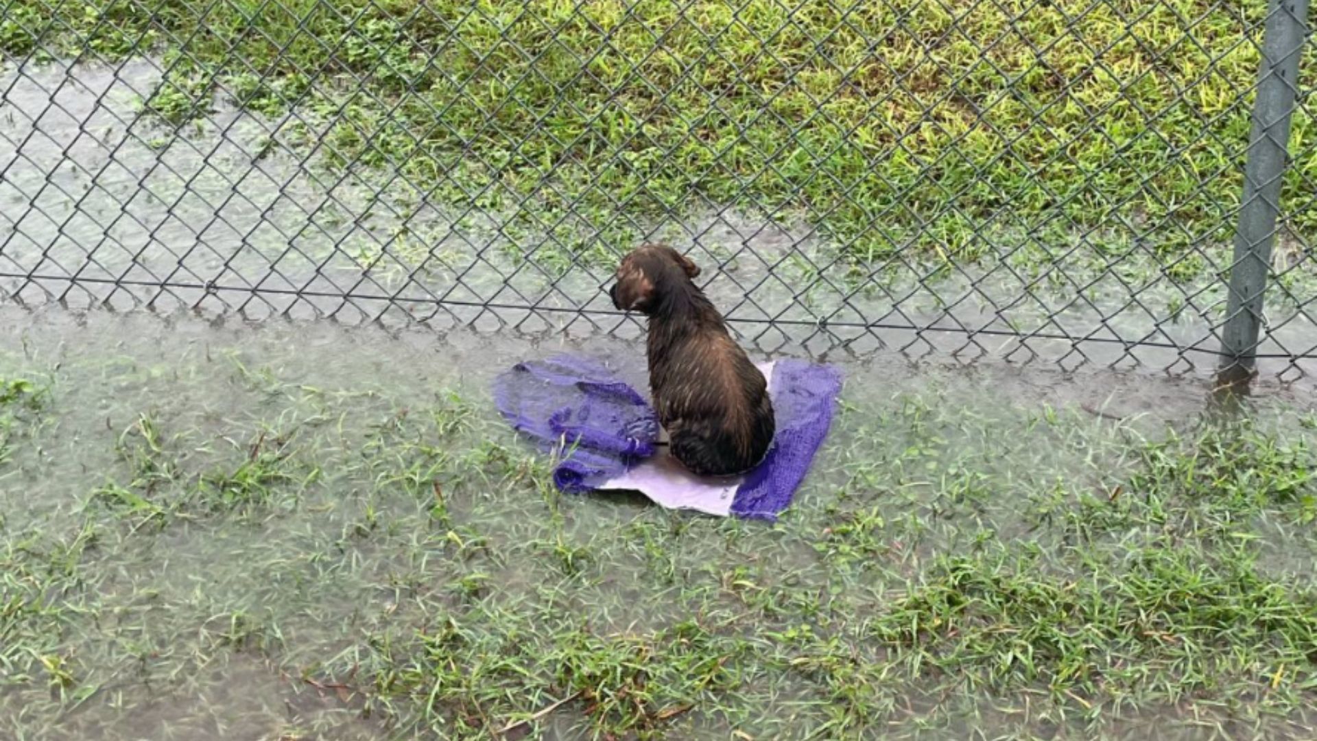 soaked puppy found on baseball field