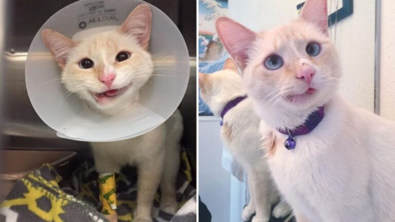 Texas Vets Save Cat From Euthanasia With A Last-Minute Miracle