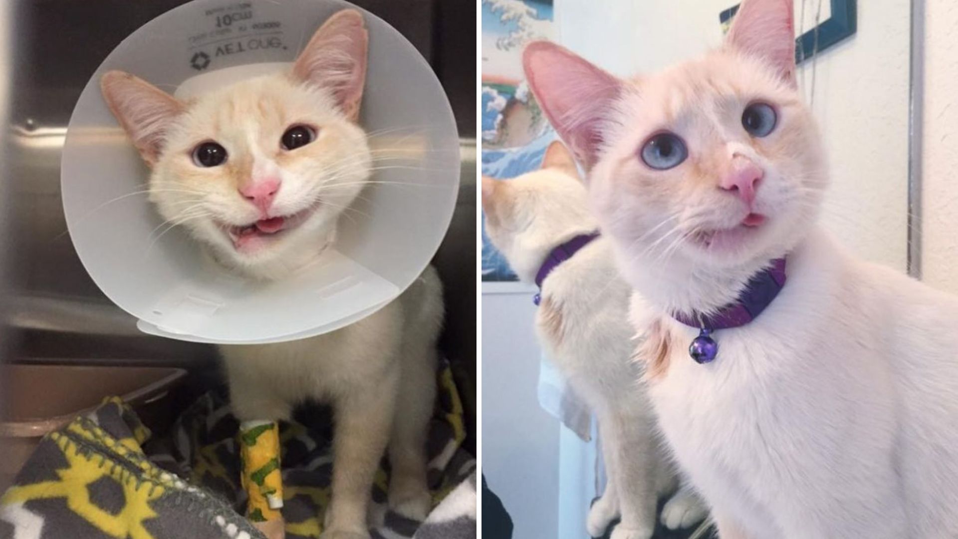 Texas Vets Save Cat From Euthanasia With A Last-Minute Miracle